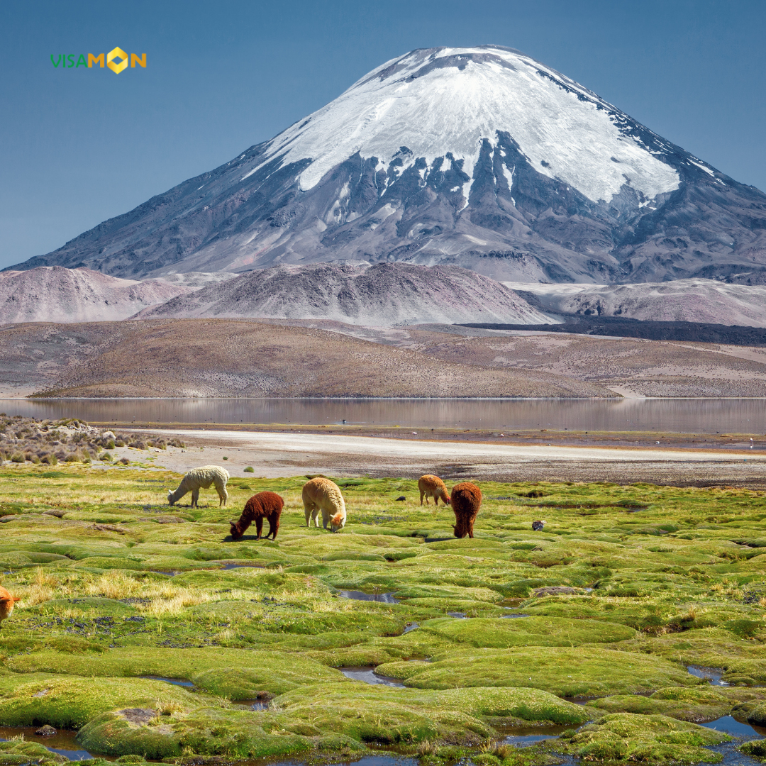 Visa Công tác Chile